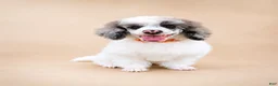 Miniature Poodle dogs for sale: Bear - Ad 5