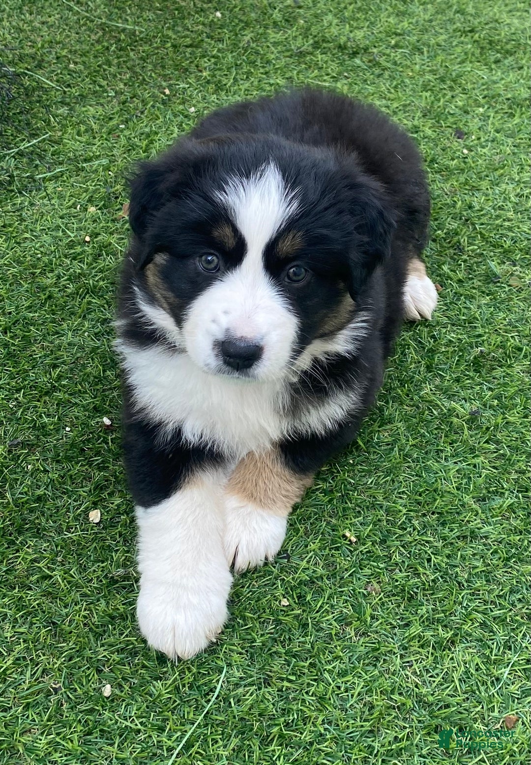 Miniature Australian Shepherd dogs for sale: Miniature Australian Shepherd Puppy 4 - Ad 1