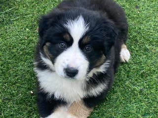 Miniature Australian Shepherd dogs Miniature Australian Shepherd Puppy 4 - Ad 9