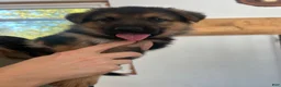 German Shepherd dogs for sale: Patriot - Ad 8