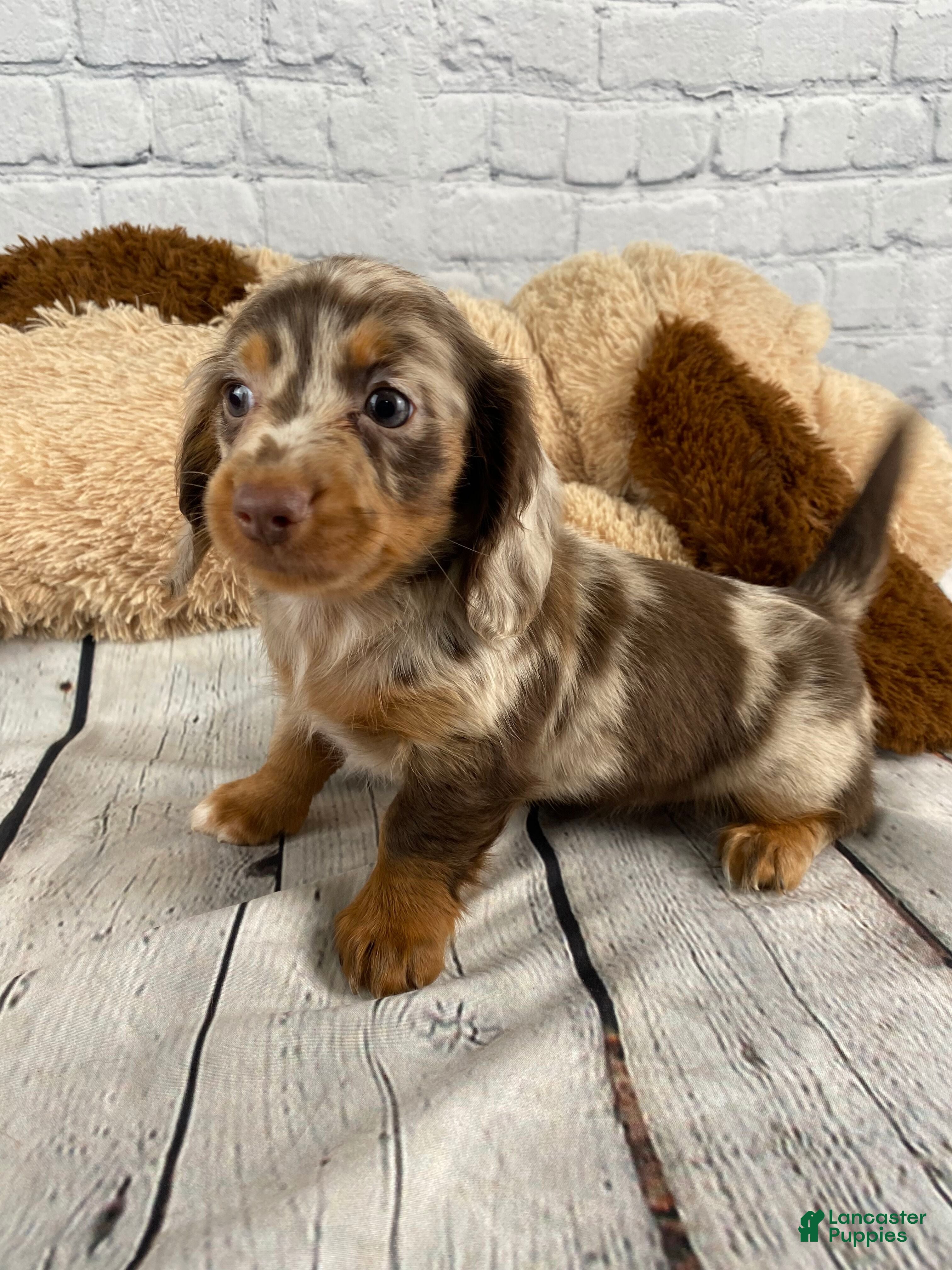Miniature Dachshund dogs Sally - Ad 1