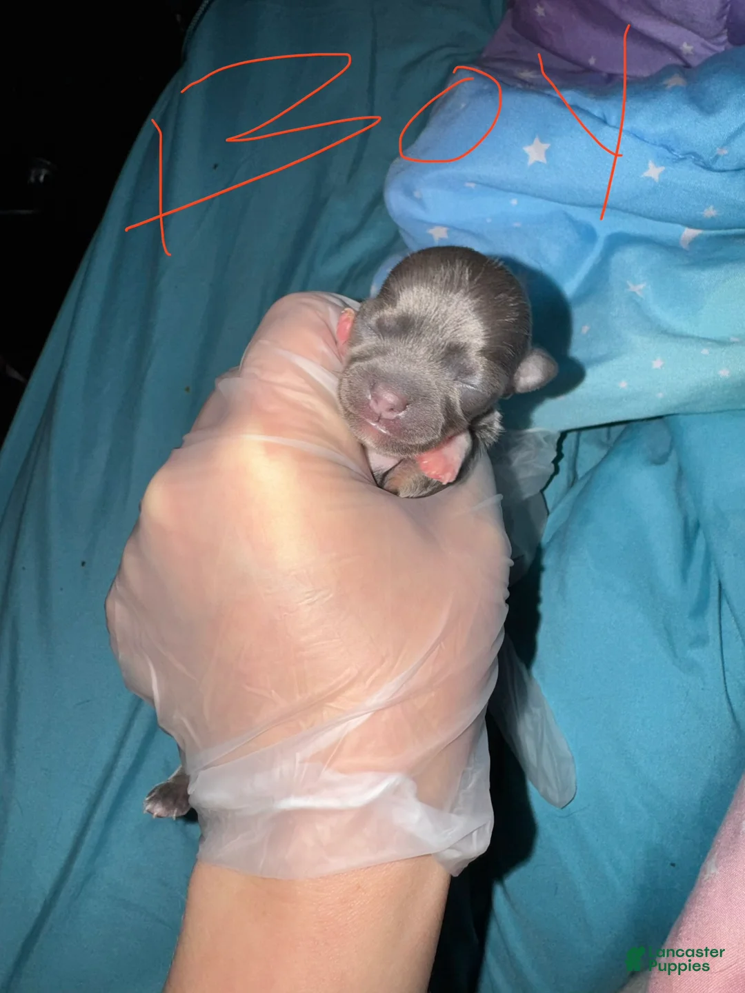 Chihuahua dogs for sale: Chihuahua Puppy 1 - Ad 2