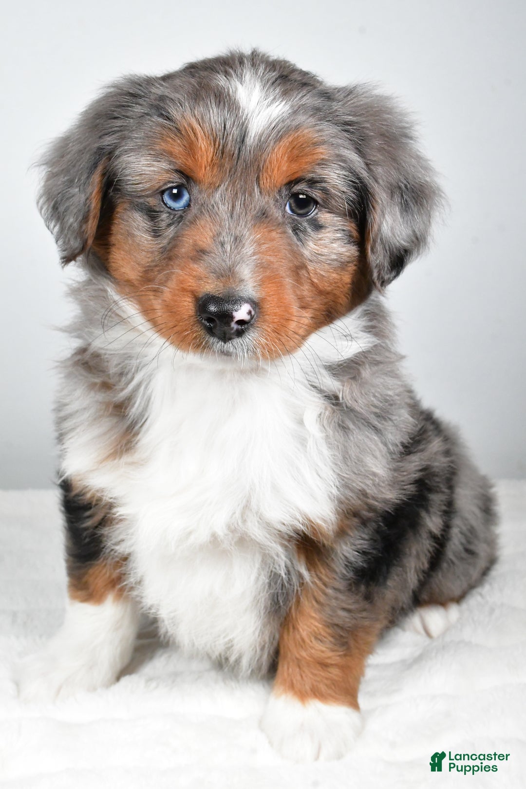 Miniature Australian Shepherd dogs for sale: Richie - Ad 2