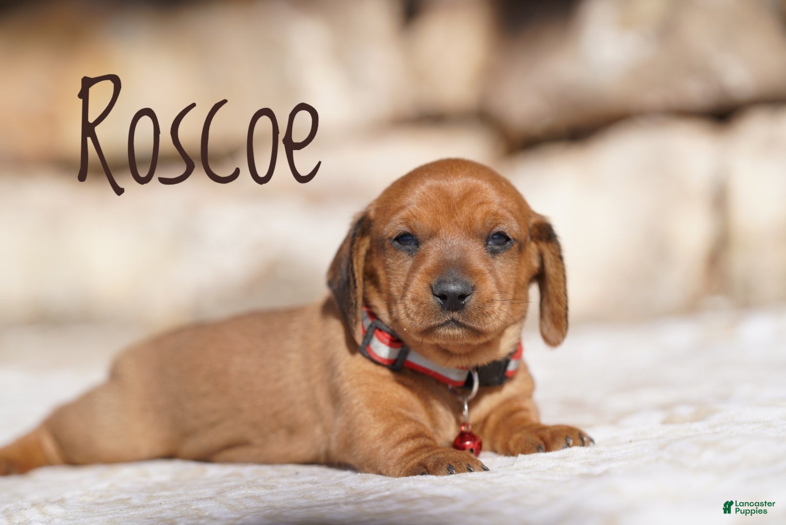 Miniature Dachshund dogs Roscoe  - Ad 2