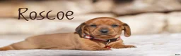 Miniature Dachshund dogs for sale: Roscoe  - Ad 2
