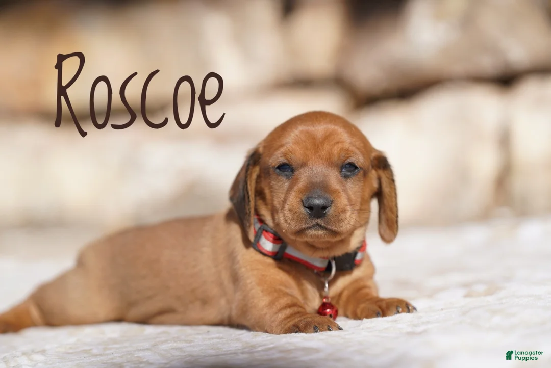 Miniature Dachshund dogs for sale: Roscoe  - Ad 2