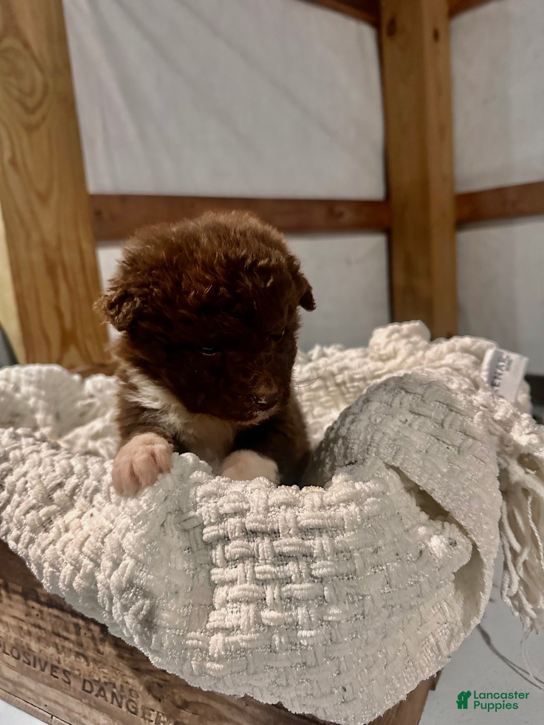 Aussiedoodle dogs for sale: Butter Ball - Ad 2