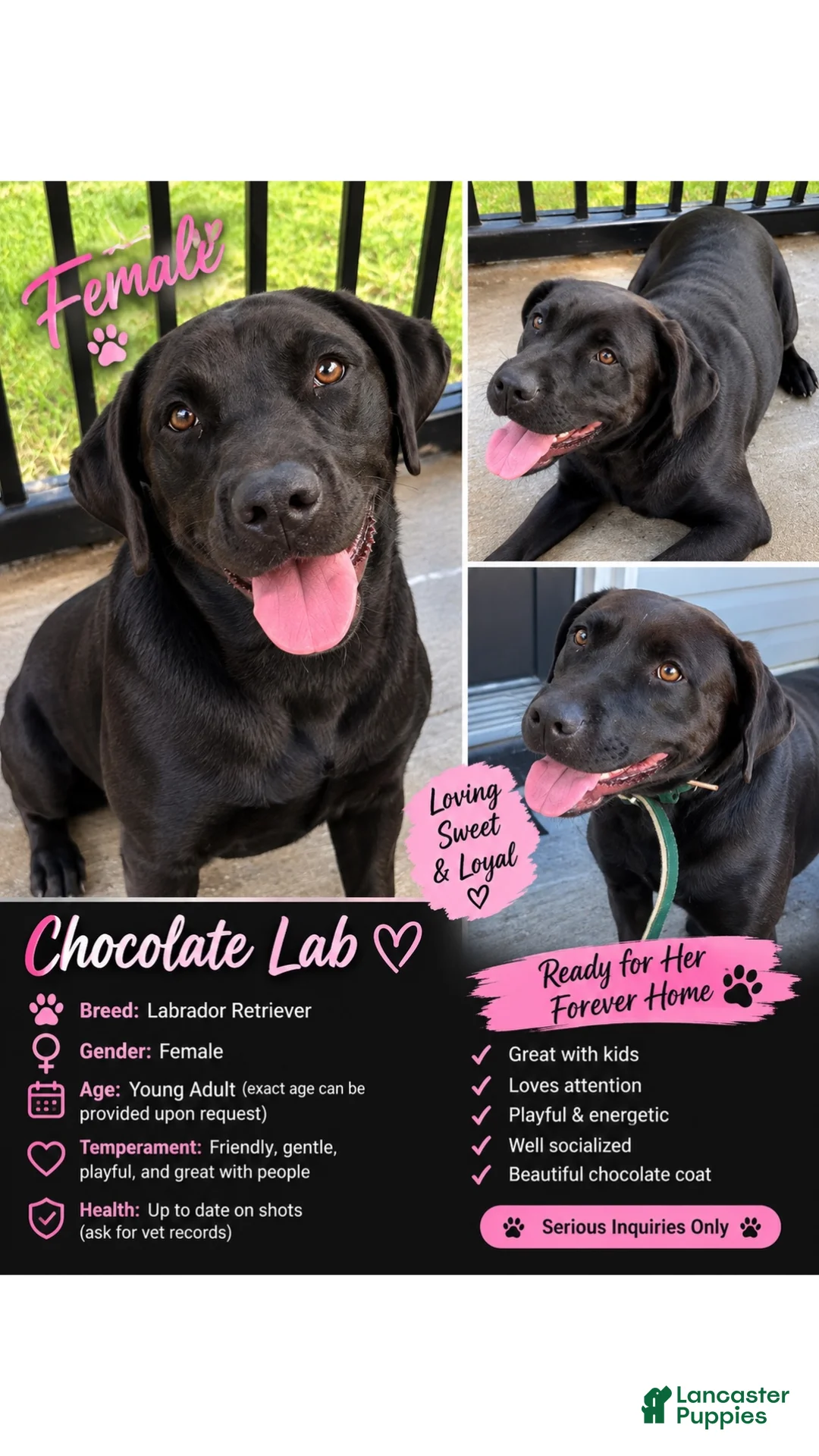 Labrador Retriever dogs for sale: Labrador Retriever 1 - Ad 1