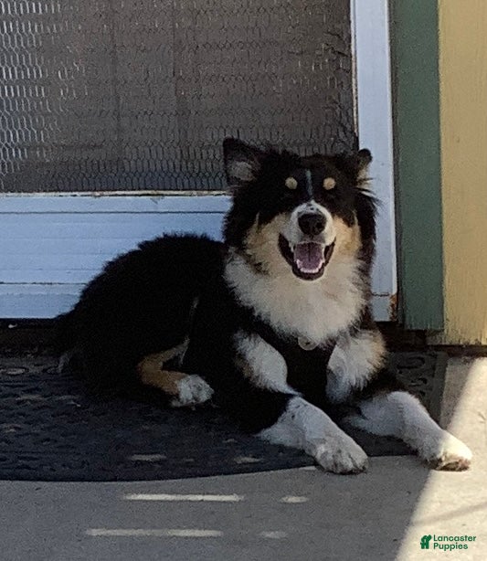 Australian Shepherd dogs Australian Shepherd 1 - Ad 8