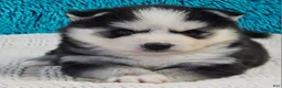 Pomsky dogs for sale: Basil - Ad 3