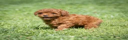 Miniature Poodle dogs for sale: Kayla Miniature Poodle  - Ad 8