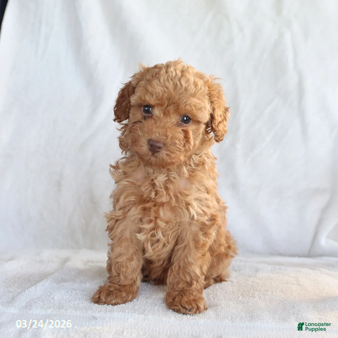 Toy Poodle dogs for sale: Ace - Ad 3
