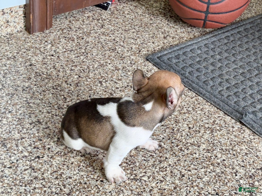 French Bulldog dogs for sale: French Bulldog Puppy 2 - Ad 7