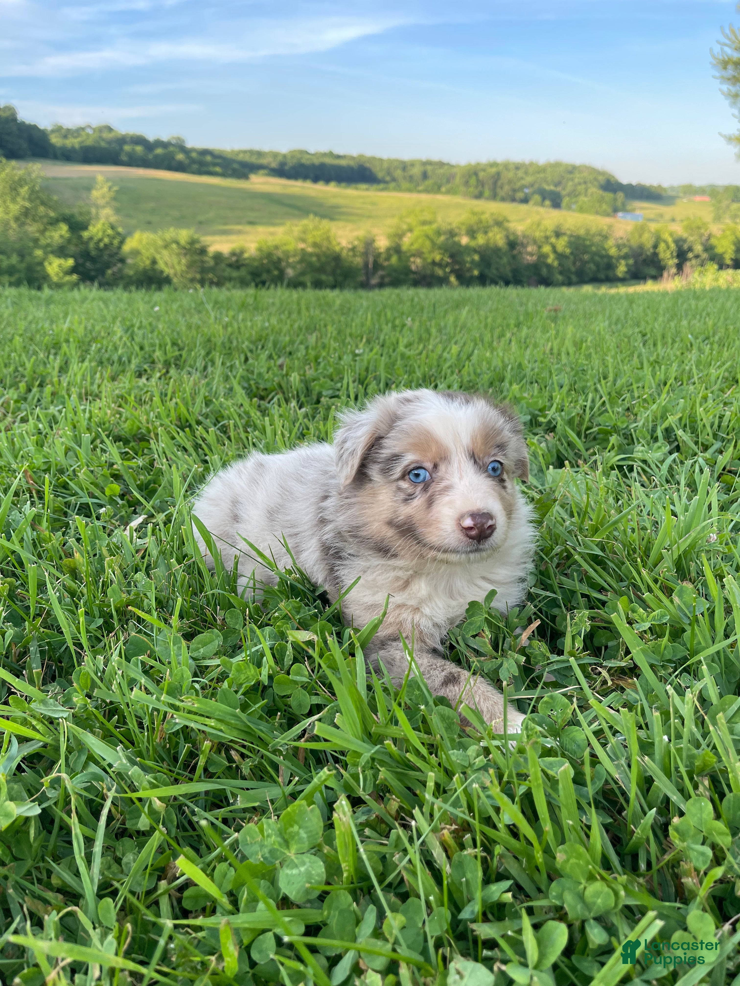 Australian Shepherd dogs for sale: Mia - Ad 1