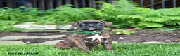 Boxer dogs for sale: Buddy - Ad 3