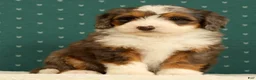 Mini Bernedoodle dogs for sale: Stormy - Ad 6