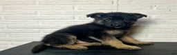 German Shepherd dogs for sale: Duncan - Ad 6