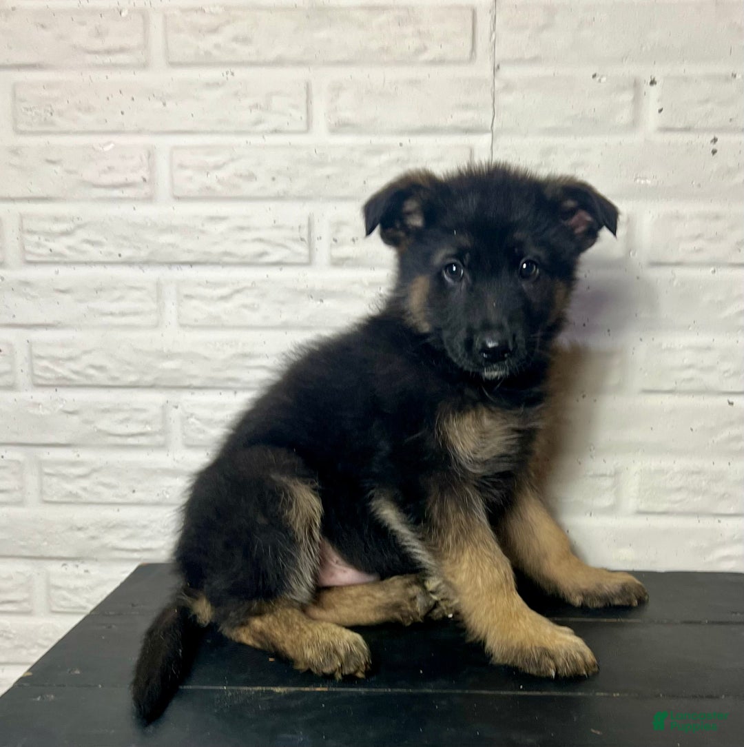 German Shepherd dogs for sale: Duncan - Ad 6
