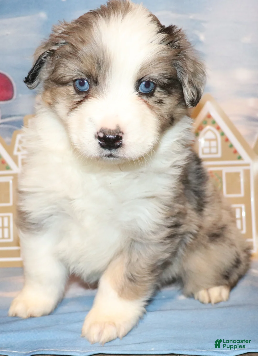 Miniature Australian Shepherd dogs for sale: Trevor - Ad 3