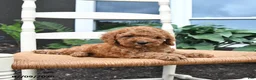 Toy Poodle dogs for sale: Nutmeg - Ad 3