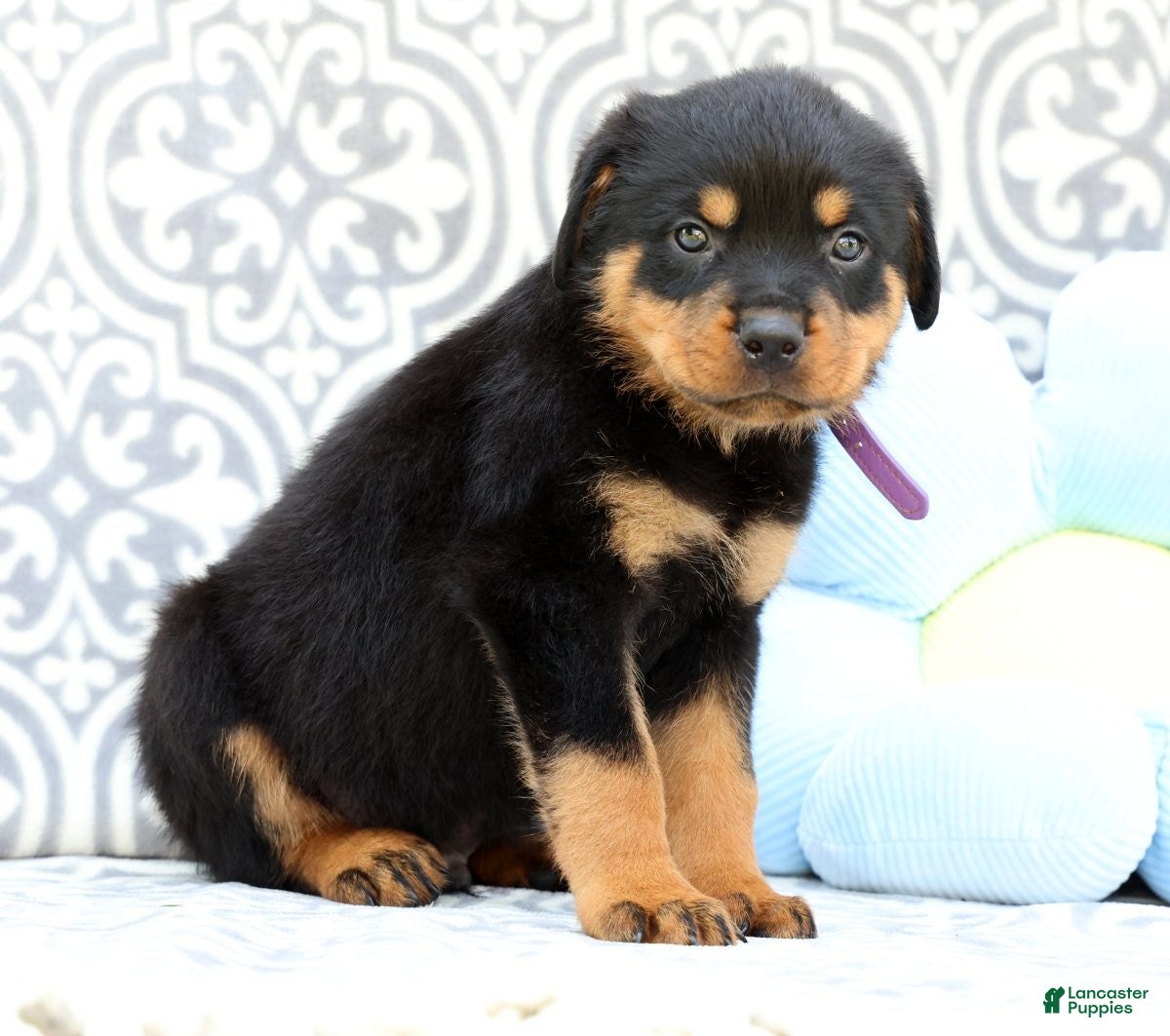 Rottweiler dogs Jasper - Ad 2