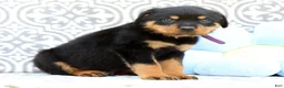 Rottweiler dogs for sale: Jasper - Ad 2