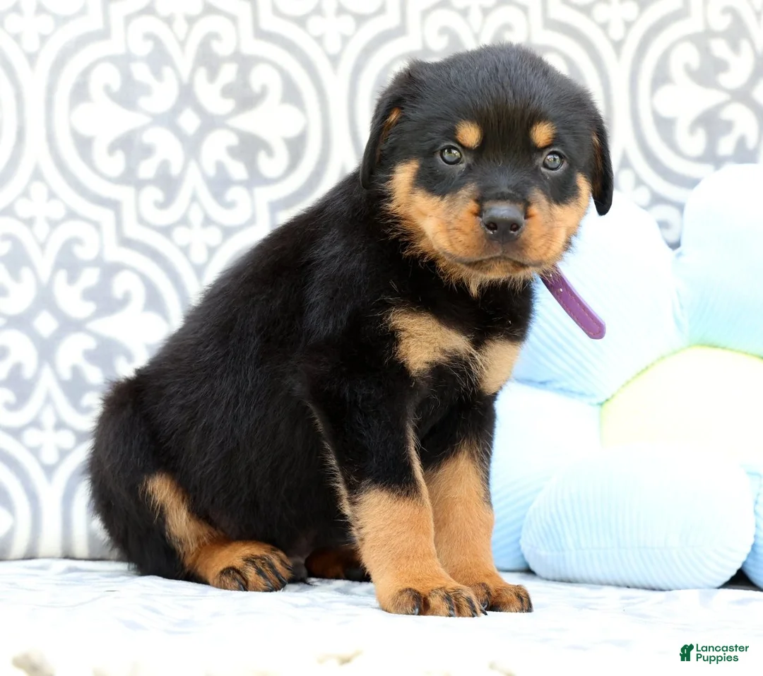 Rottweiler dogs for sale: Jasper - Ad 2