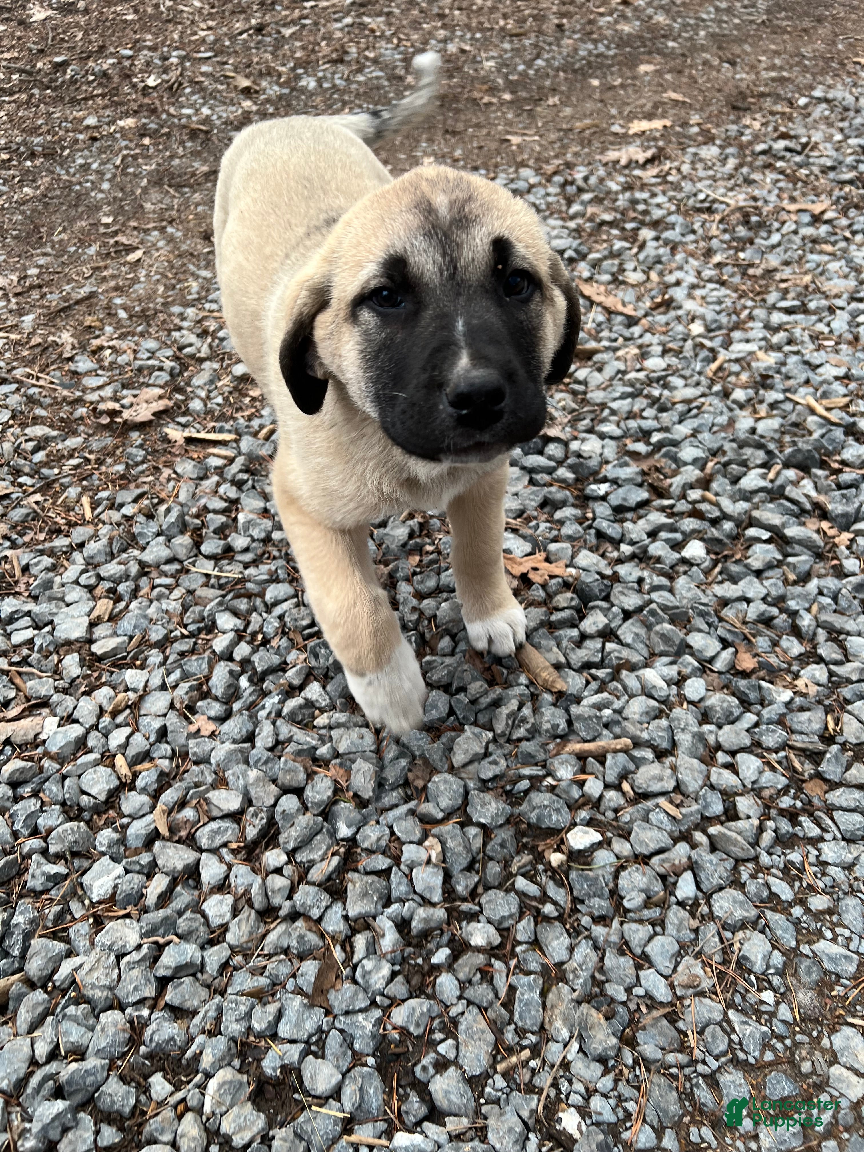Anatolian Shepherd dogs Atlas - Ad 1