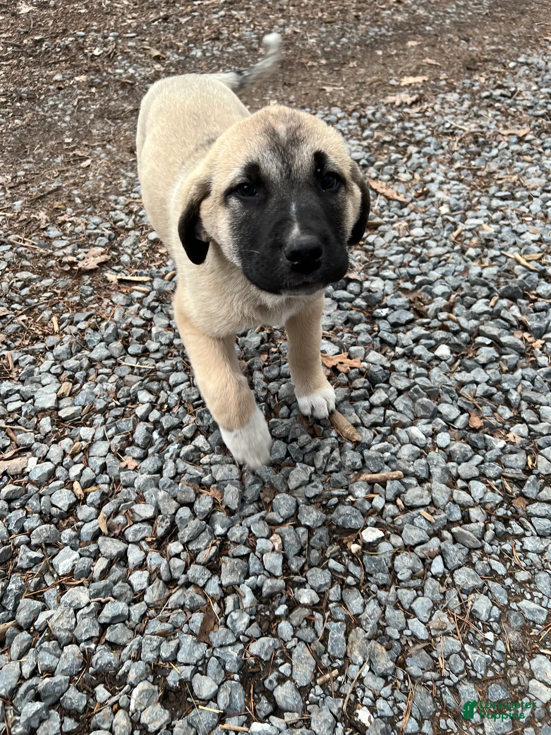 Anatolian Shepherd dogs for sale: Atlas - Ad 1