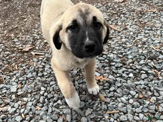 Anatolian Shepherd dogs for sale: Atlas - Ad 3