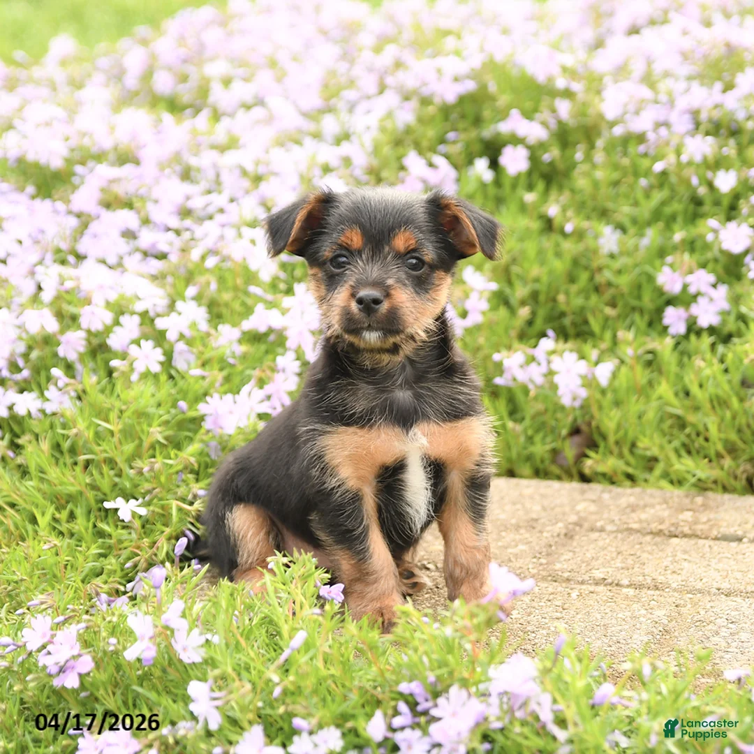 Mixed Breed dogs for sale: Dexter - Ad 2