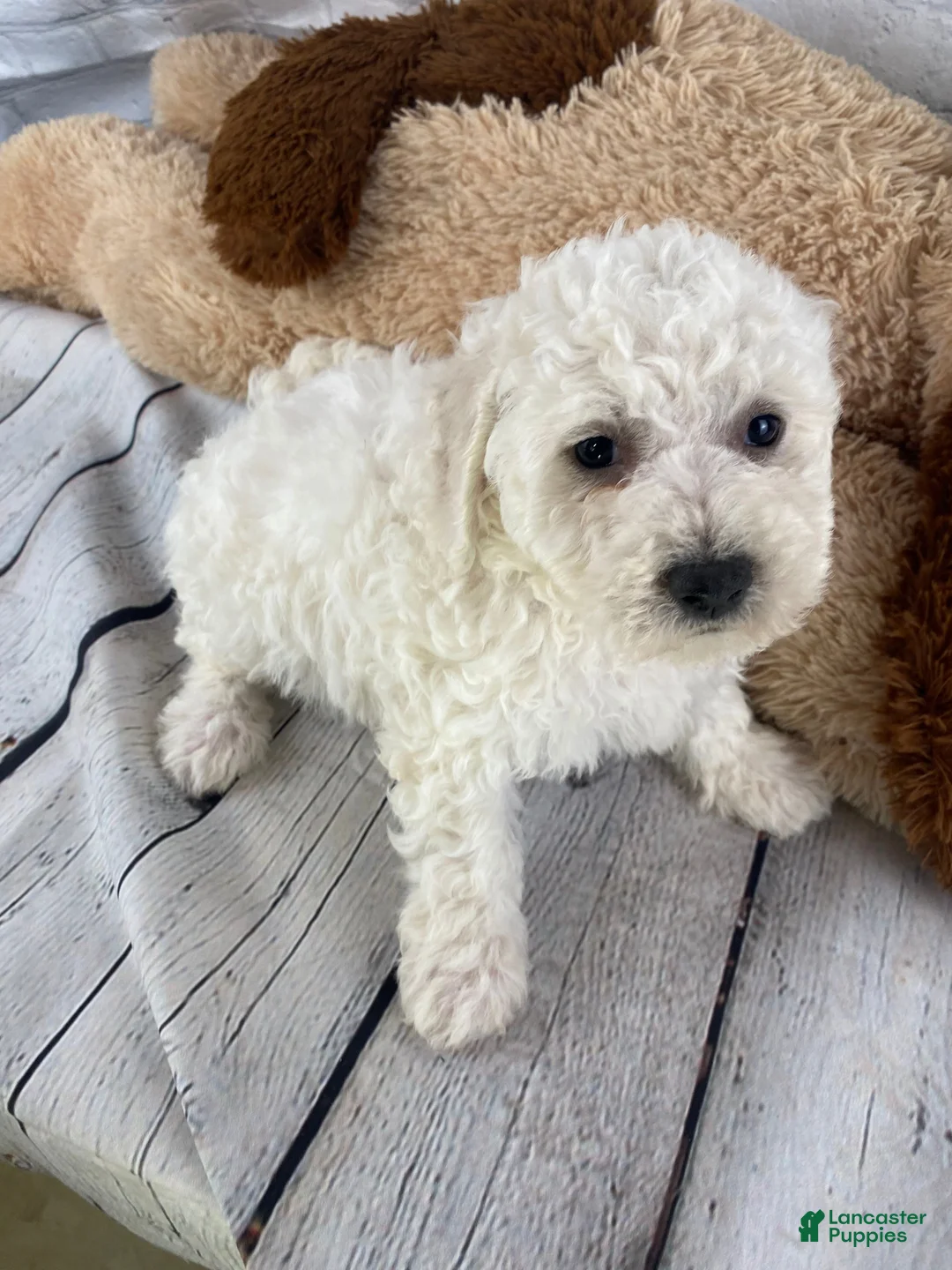 Bichon Frise dogs for sale: Stella - Ad 7