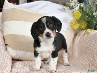 Mixed Breed dogs for sale: Chip - Ad 3