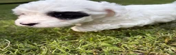 Havapoo dogs for sale: Havapoo 2 - Ad 4