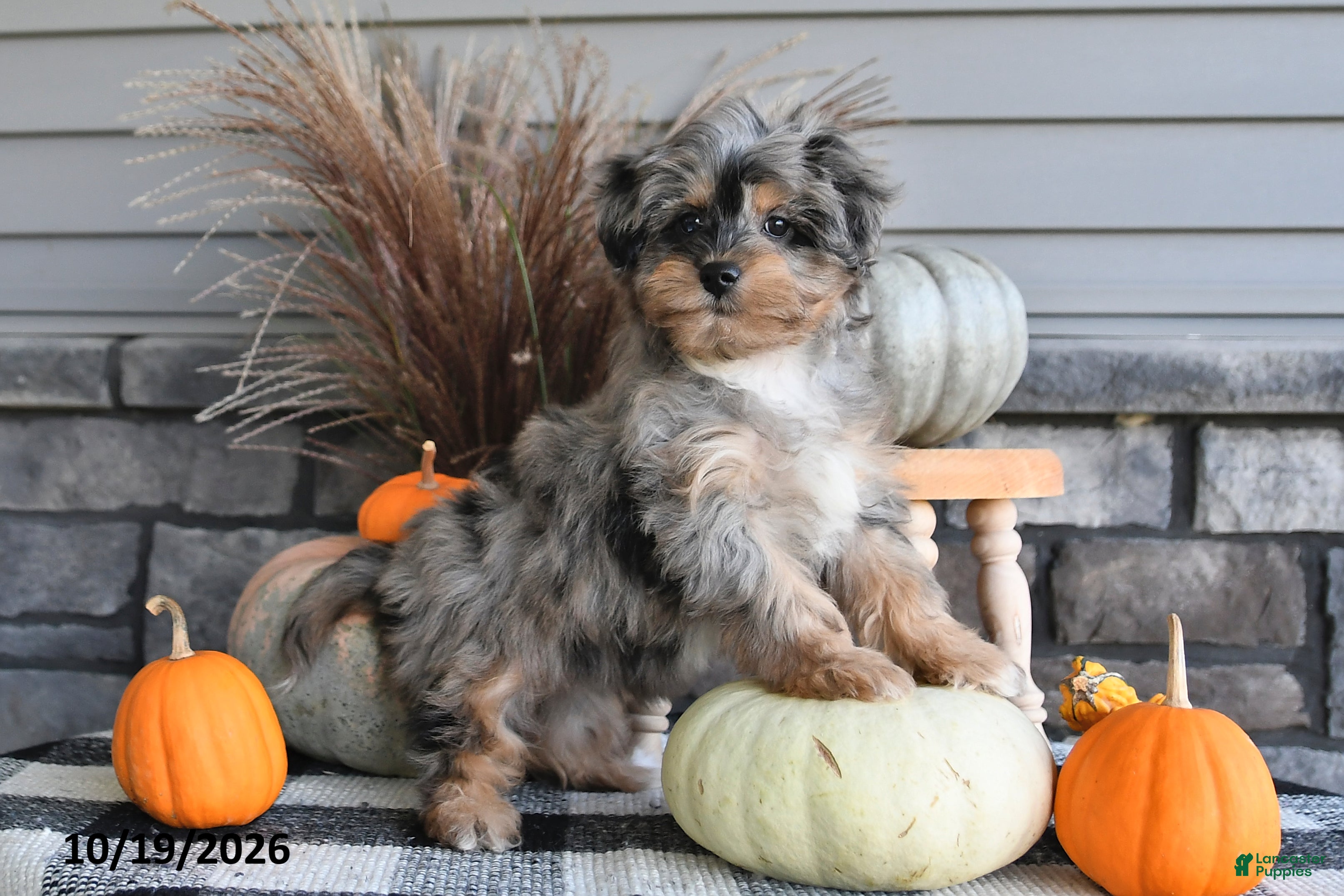 Yorkiepoo dogs Autumn - Ad 1