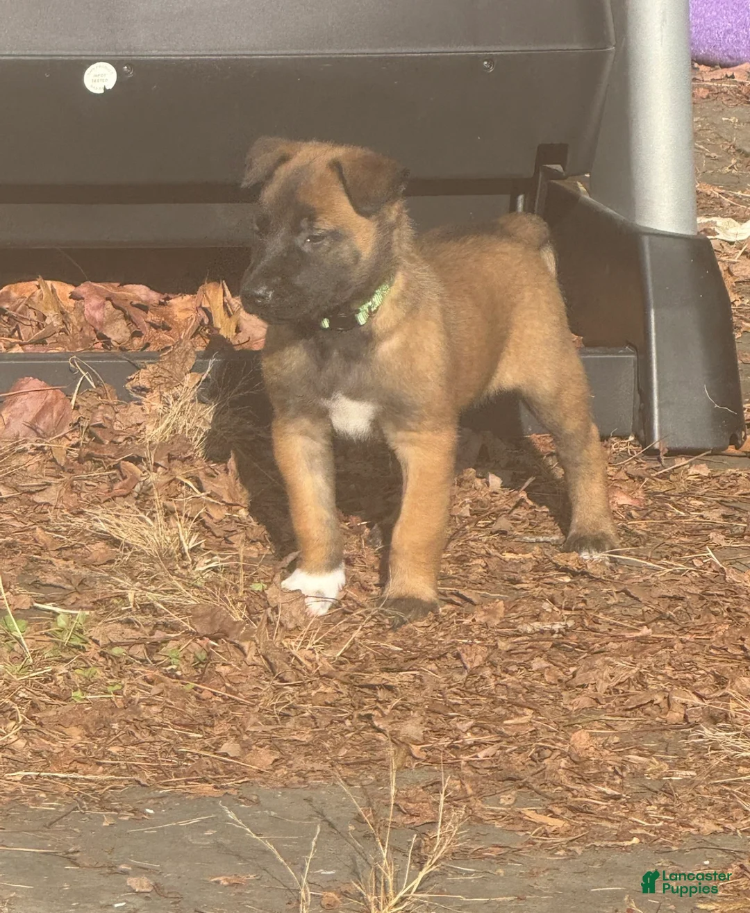 Belgian Malinois dogs for sale: Belgian Malinois Puppy 3 - Ad 3