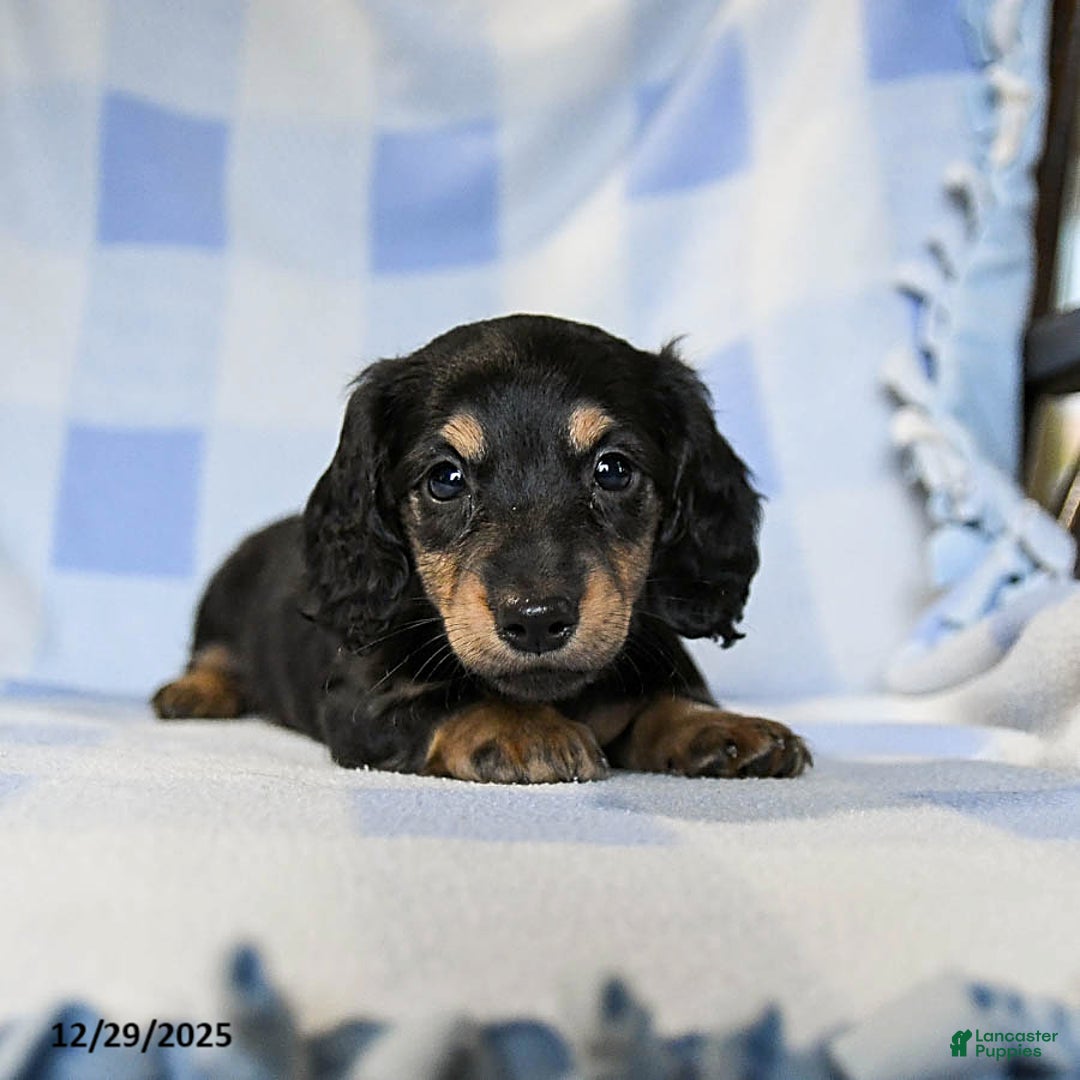 Miniature Dachshund dogs for sale: Apollo - Ad 4