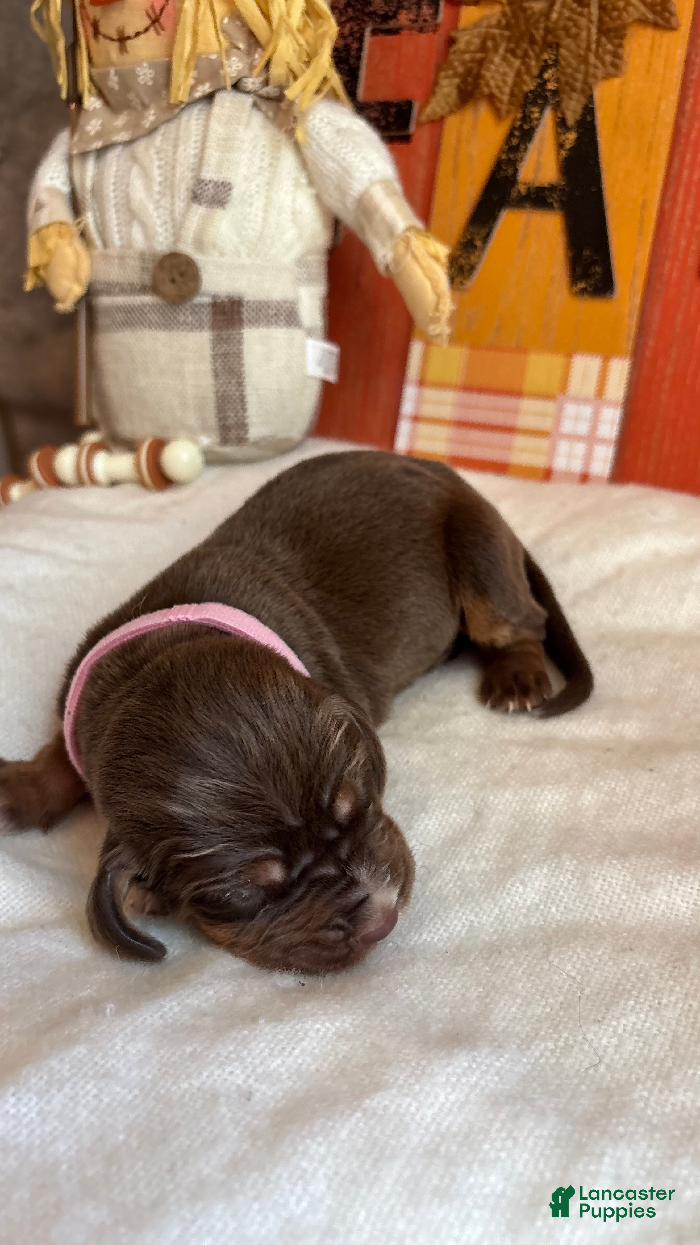 Bloodhound dogs Pink collar female  - Ad 1