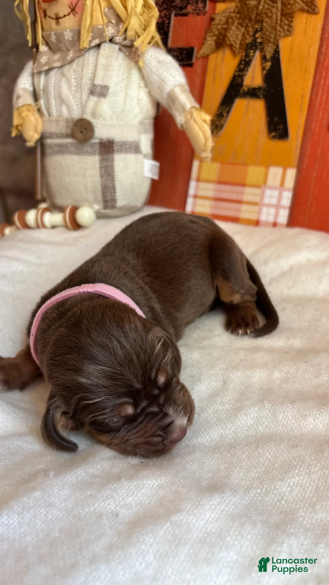 Bloodhound dogs for sale: Pink collar female  - Ad 1