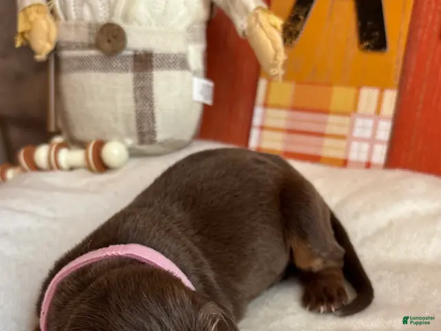 Bloodhound dogs for sale: Pink collar female - Ad 1
