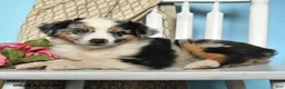 Miniature Australian Shepherd dogs for sale: Peace - Ad 4