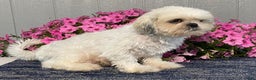 Shih Tzu dogs for sale: Zoey - Ad 7