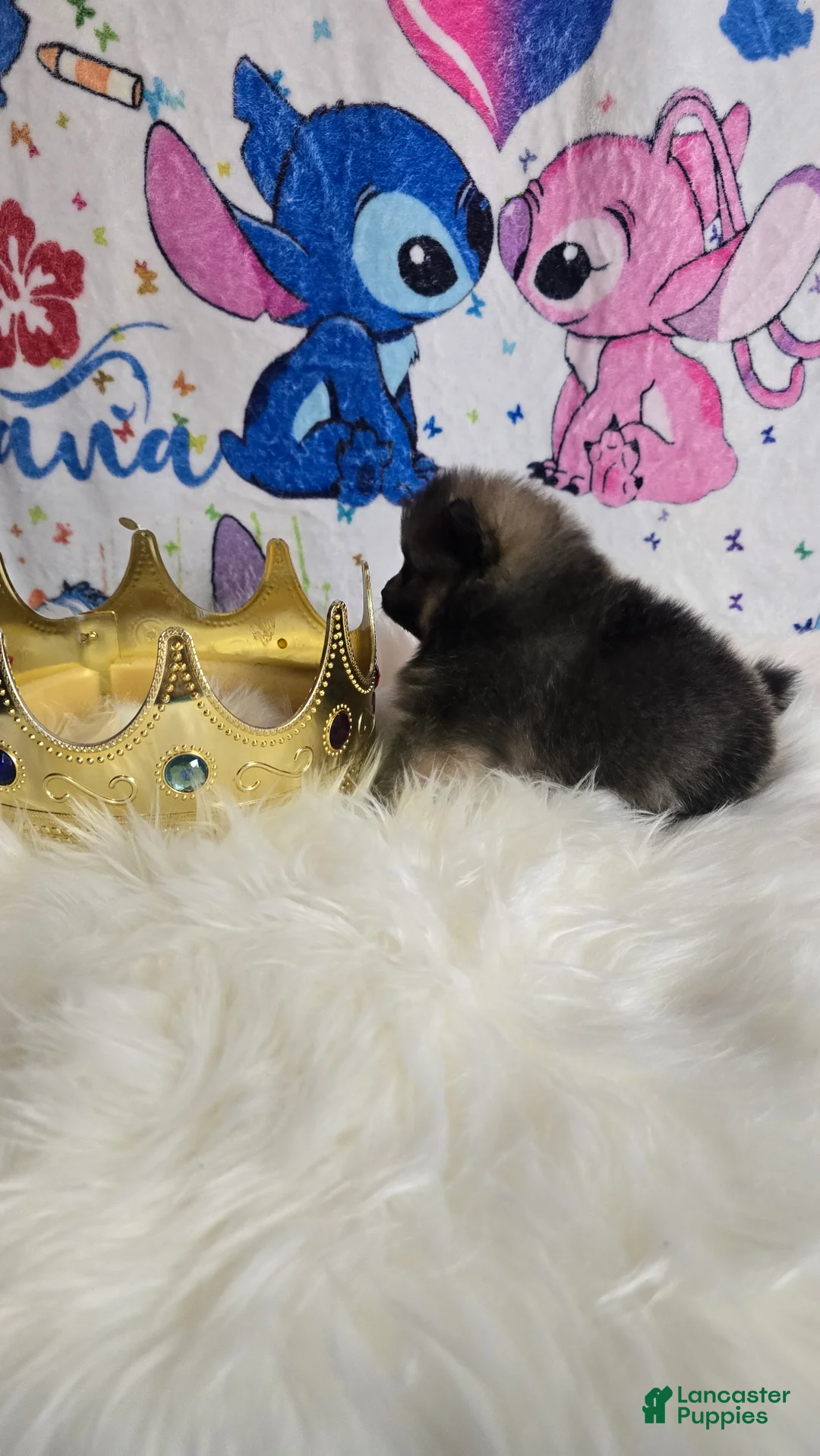 Pomeranian dogs for sale: Beastie - Ad 2