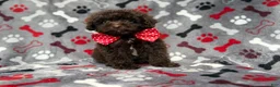 Shihpoo dogs for sale: Benson - Ad 10