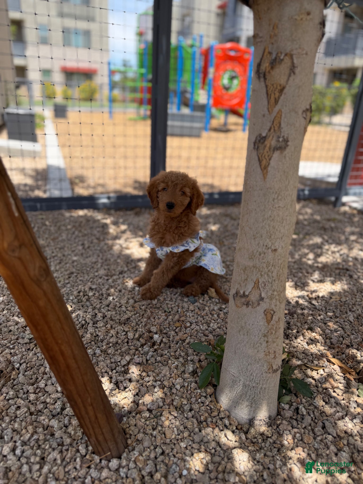 Goldendoodle dogs for sale: Goldendoodle Puppy 2 - Ad 5
