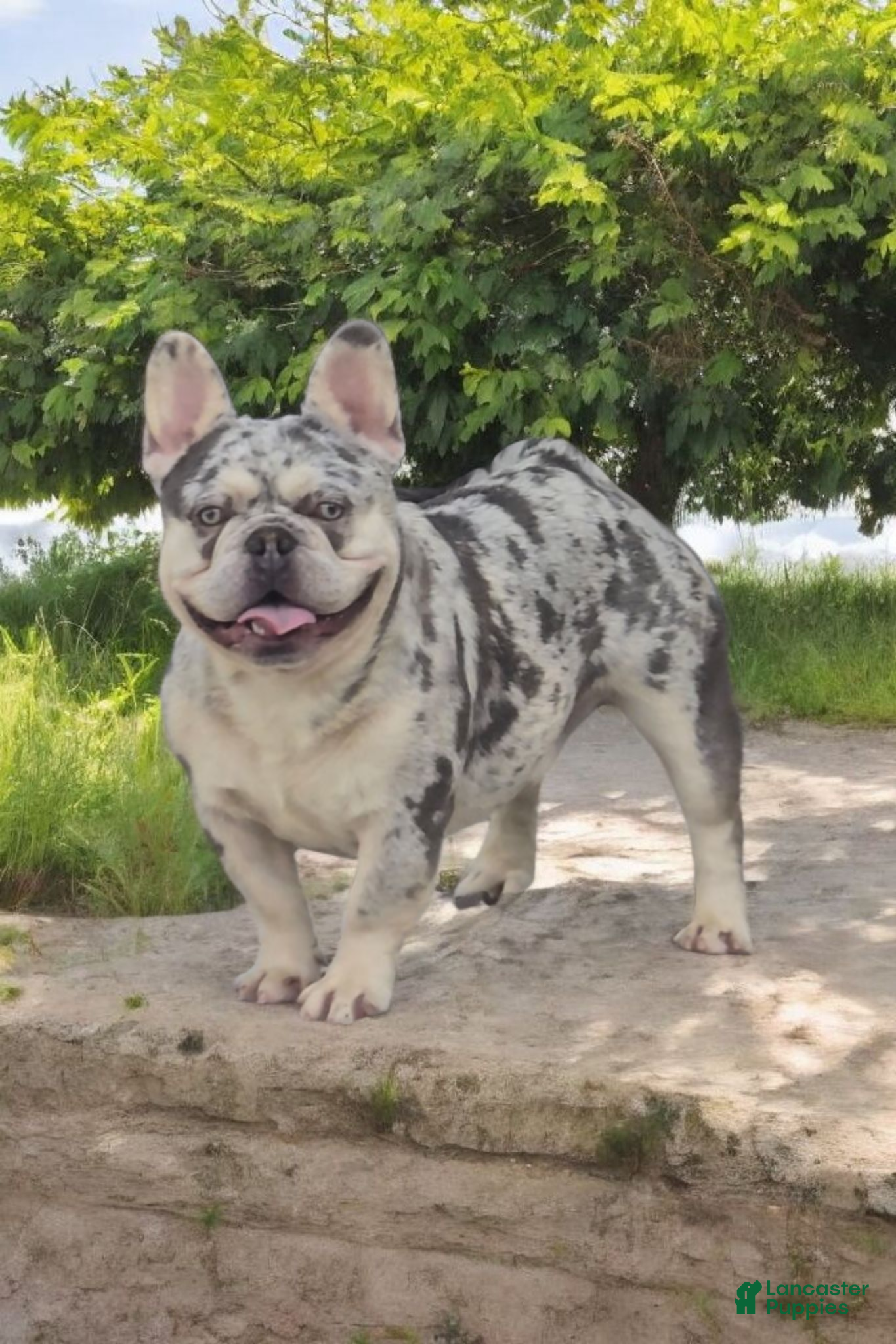 French Bulldog dogs Riot - Ad 1