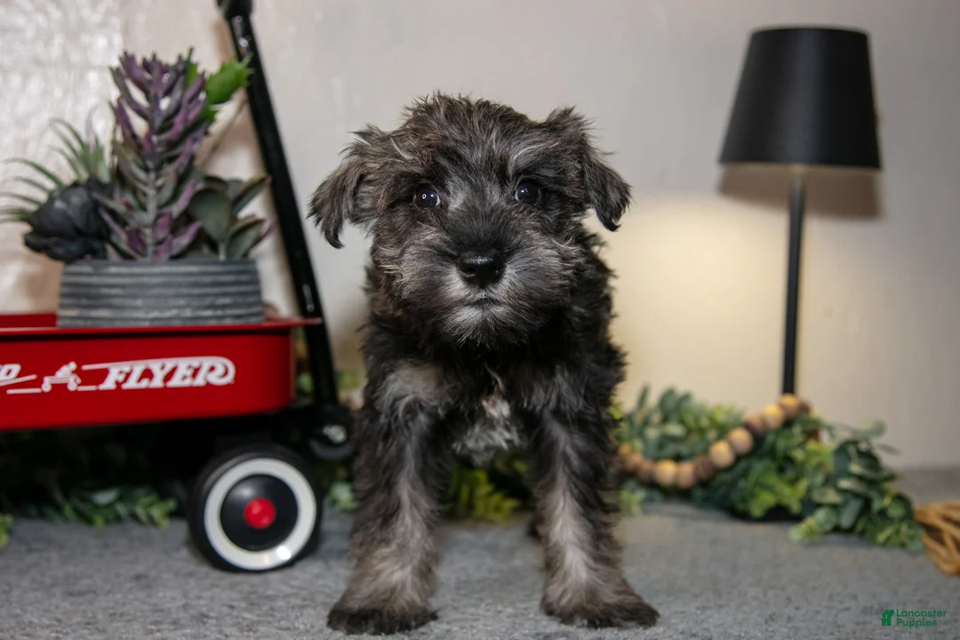 Miniature Schnauzer dogs for sale: Roberta - Ad 1