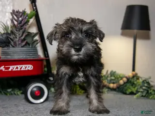 Miniature Schnauzer dogs for sale: Roberta - Ad 2