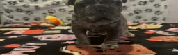 French Bulldog dogs for sale: French Bulldog 2 - Ad 4