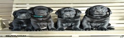 Labrador Retriever dogs for sale: Milo - Ad 5